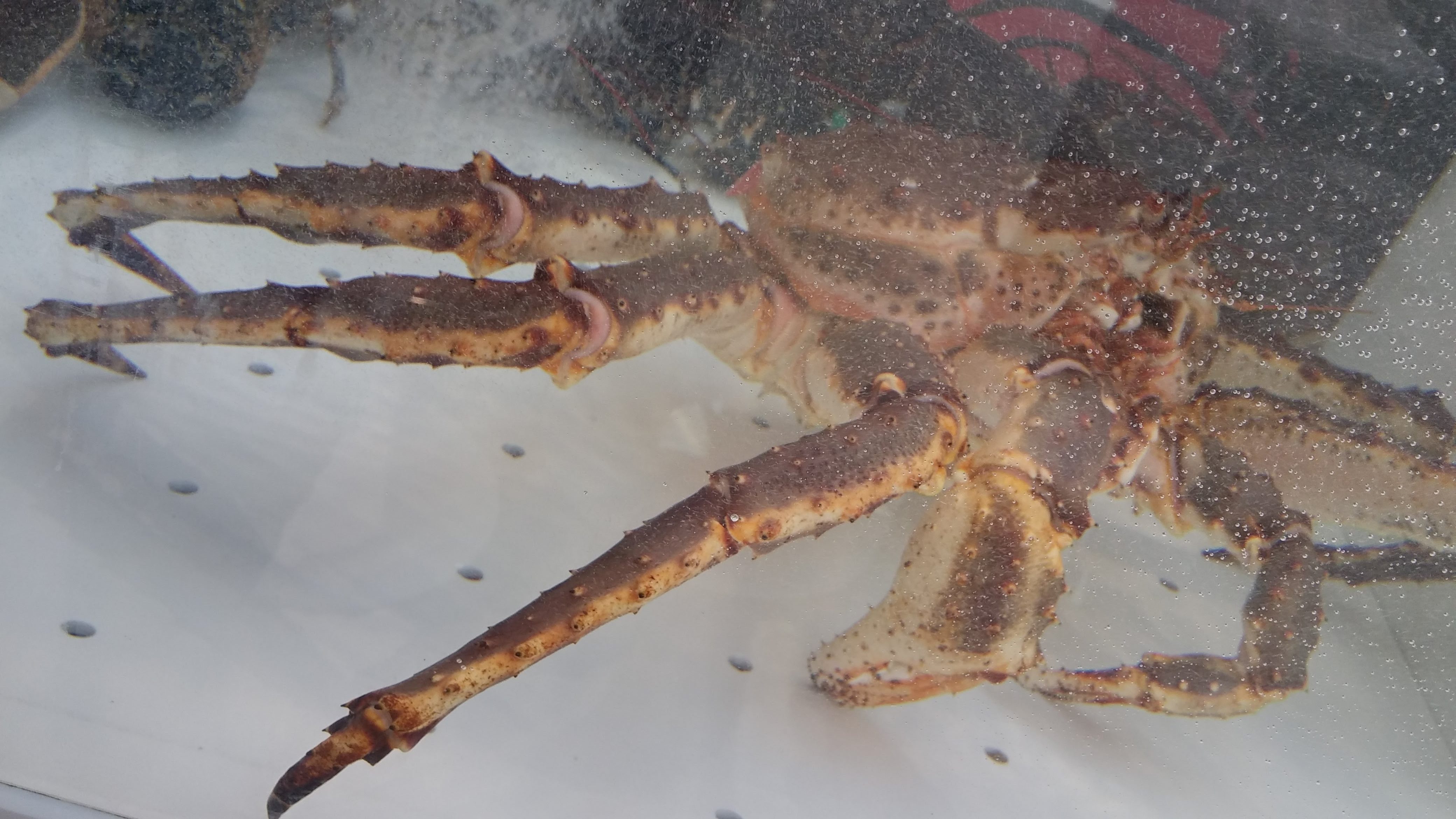Le king crabe d'Hervé - Agecotel