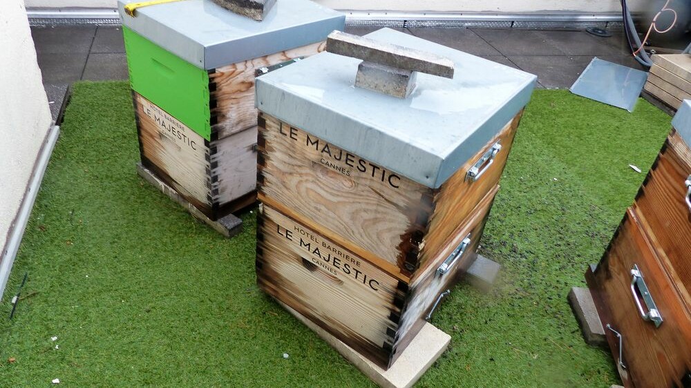 Les ruches sur le toit dont Emanuele Balestra est si fier...