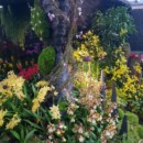 Singapour - Cloud Forest Dome