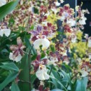 Singapour - Cloud Forest Dome