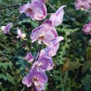 Singapour - Cloud Forest Dome