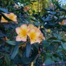 Singapour - Cloud Forest Dome