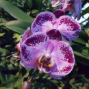 Singapour - Cloud Forest Dome