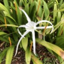 Singapour - Flower Dome