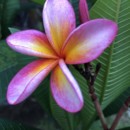 Singapour - Flower Dome