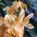 Singapour - Flower Dome