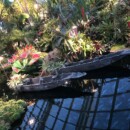 Singapour - Flower Dome